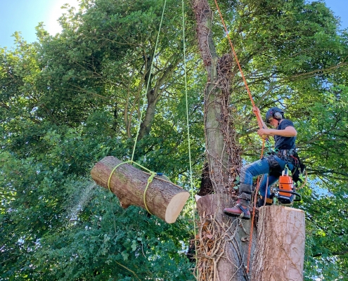 Domestic Tree Surgery