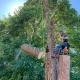 Domestic Tree Surgery