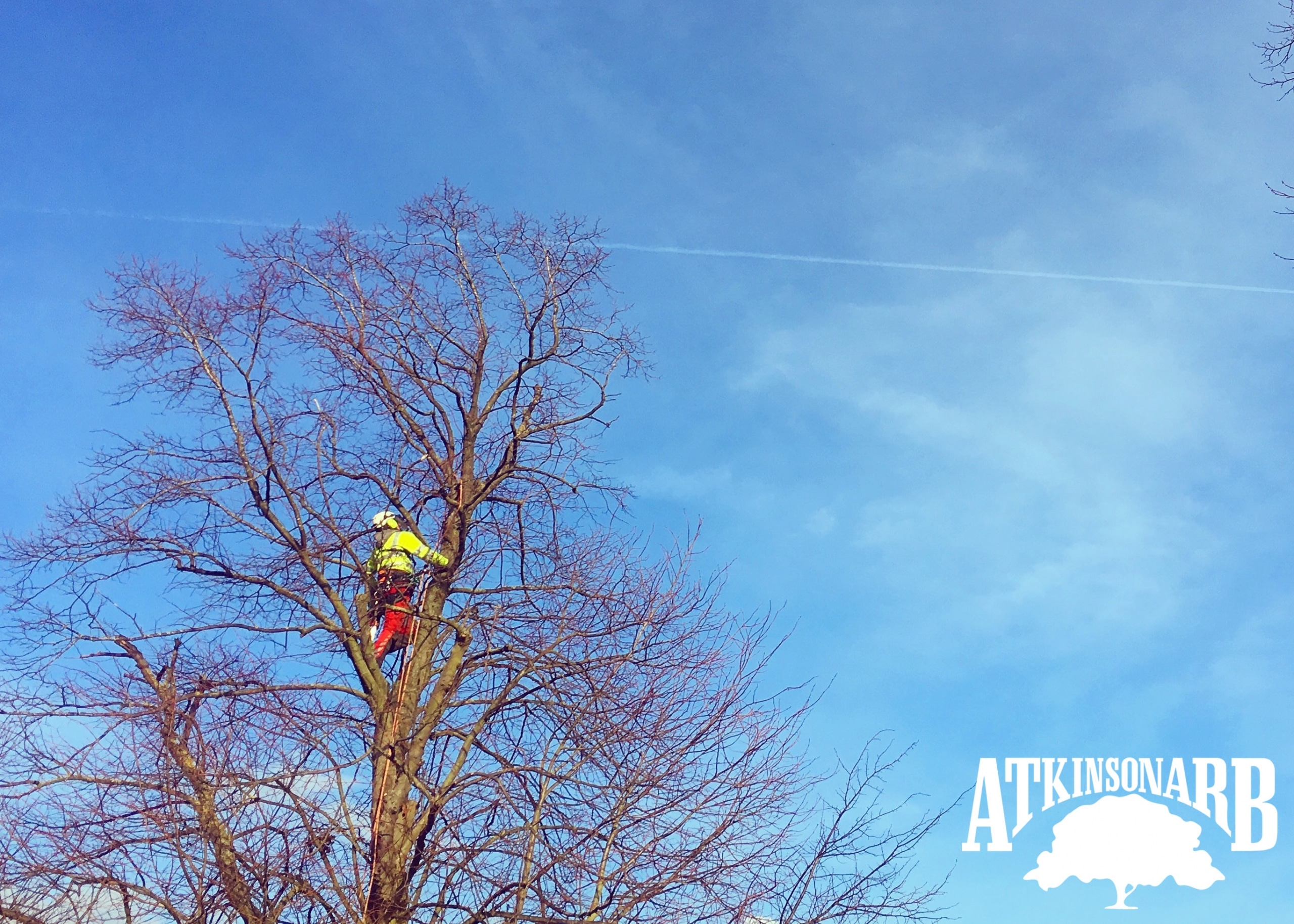tree surgery in woodhall spa