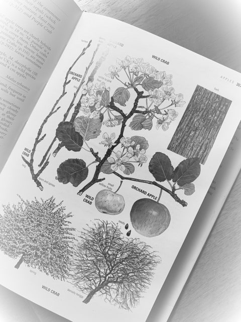 Fruit Tree Fruit Tree