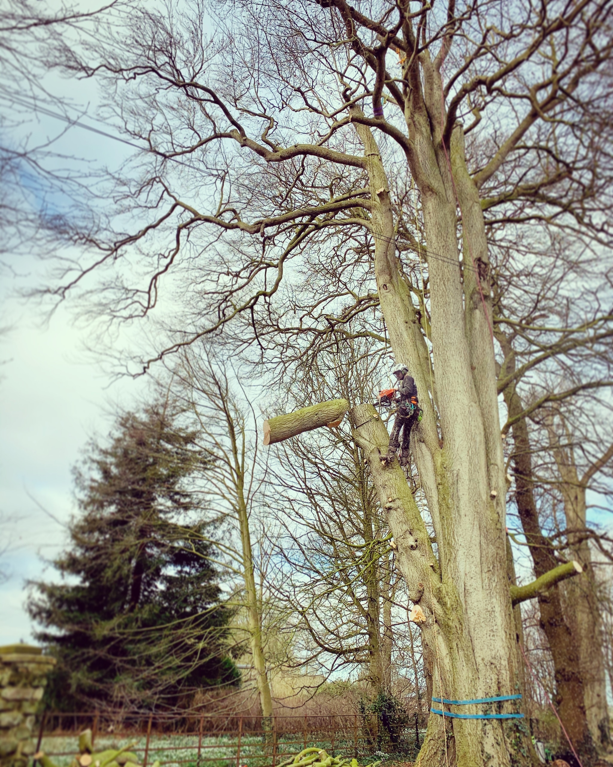 TPO & Conservation Area Tree Work Atkinson Arb