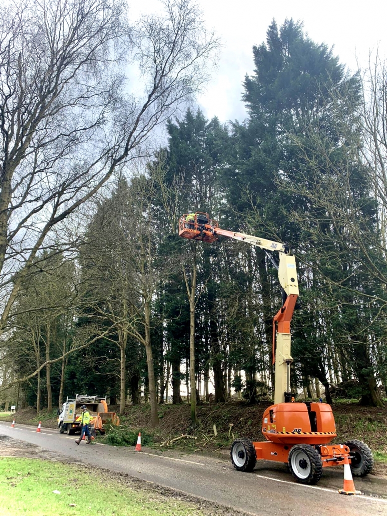 Commercial Tree Surgery
