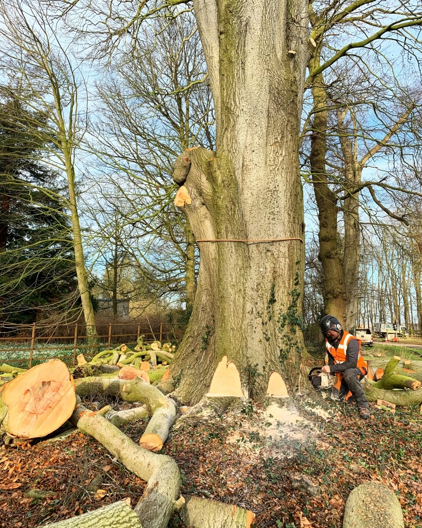 Tree Removal Tree Removal